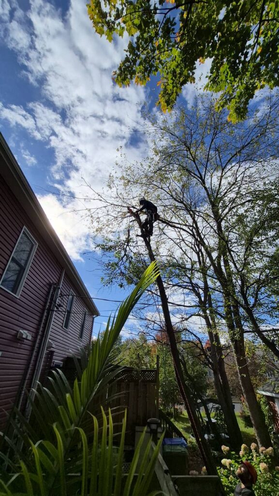 Arboriste effectuant des travaux en hauteur dans une cour résidentielle à Cowansville.